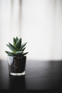 Plant white photography leaf Photo