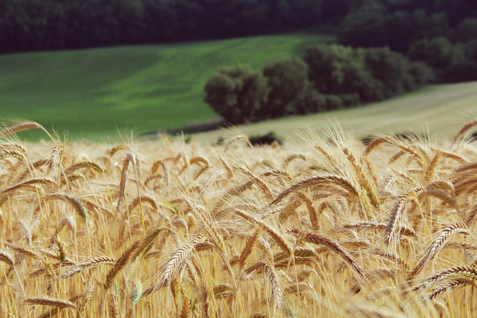 Grass plant field barley