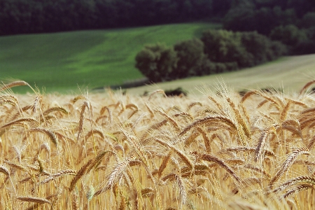 Grass plant field barley Photo