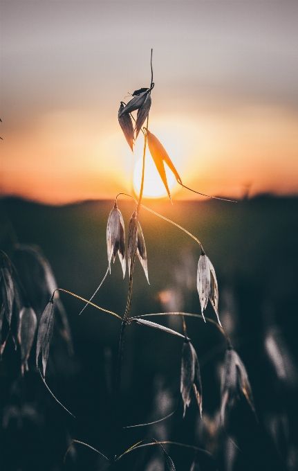 Natura trawa światło zakład