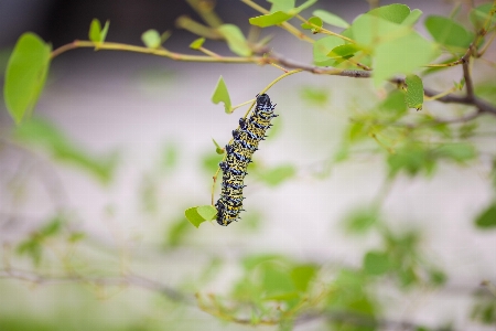 木 自然 ブランチ 植物 写真