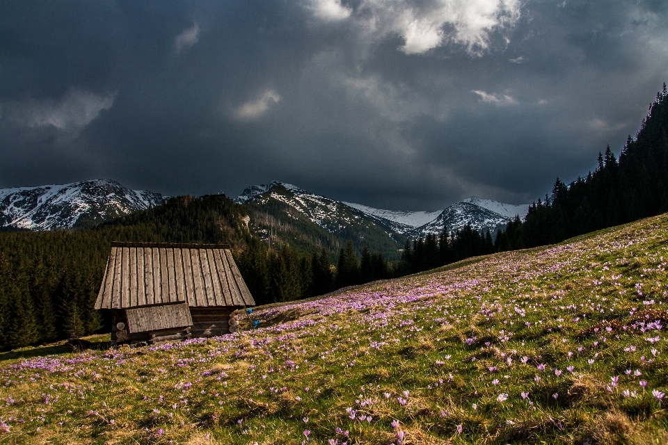 пейзаж дерево природа лес