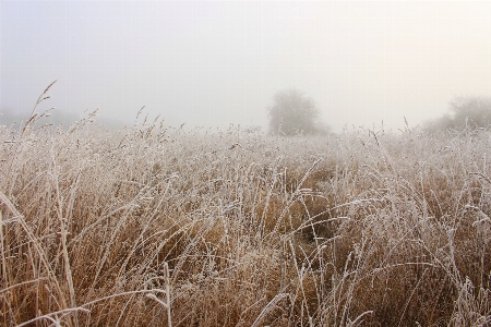 Photo Paysage arbre nature herbe