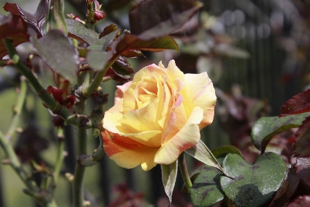 Natur blüte anlage blatt Foto