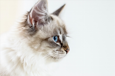 Photo Animal chaton chat mammifère