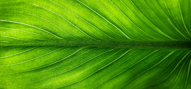 Tree nature forest grass Photo