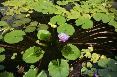 Water nature blossom plant Photo