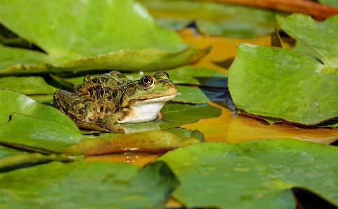 Water nature leaf flower Photo