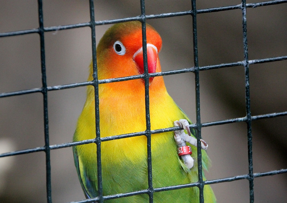 Mirar pájaro zoo rojo