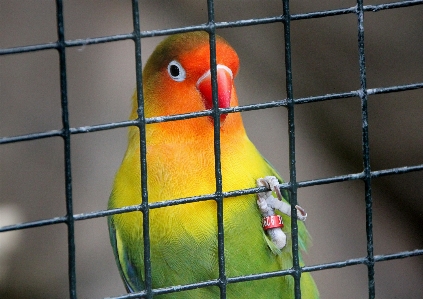 Foto Assistir pássaro jardim zoológico vermelho