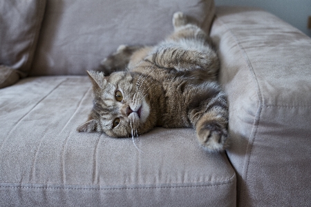 Foto Animal bonitinho bicho de estimação gato