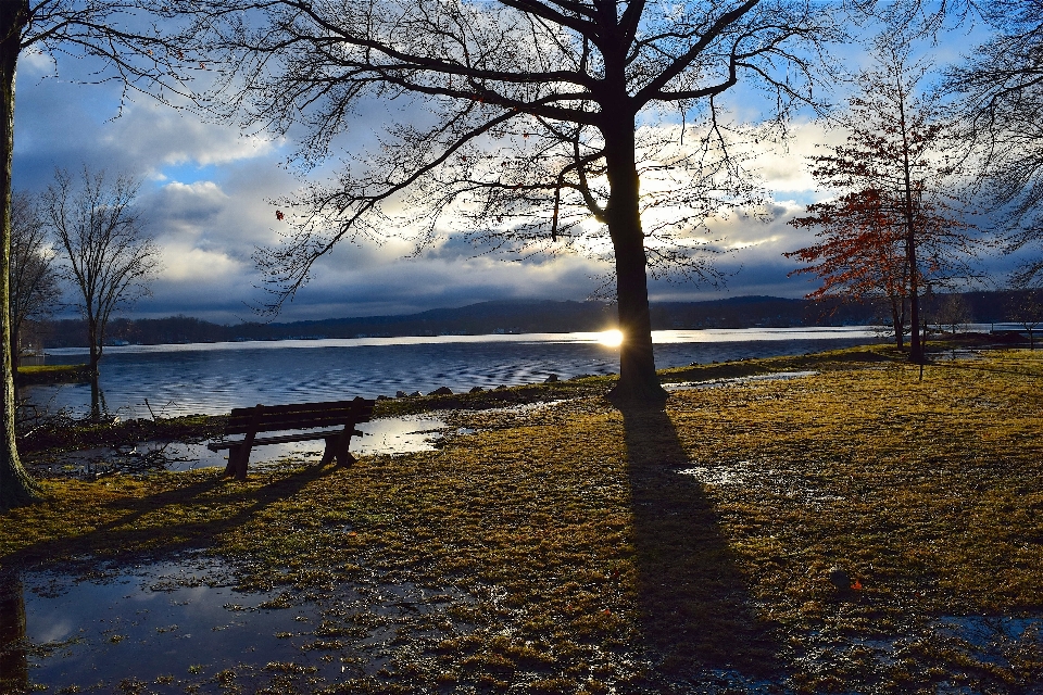 Paysage arbre eau nature