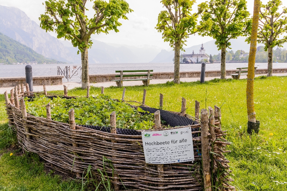 árvore natureza plantar verde