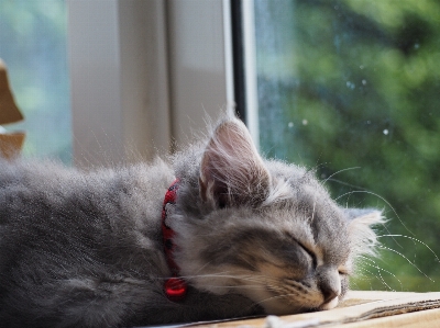 Rock cute relax kitten Photo