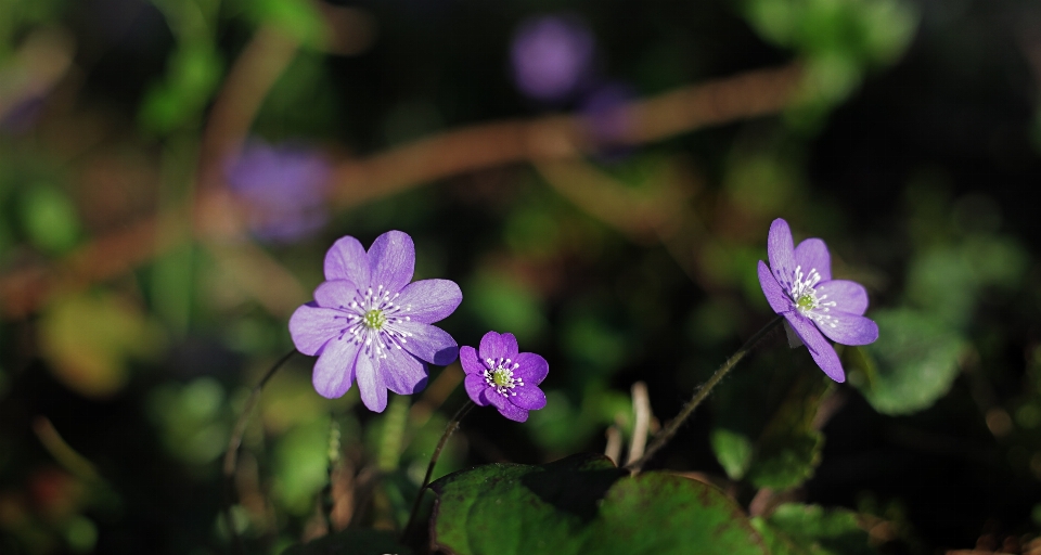 Naturaleza bosque florecer planta