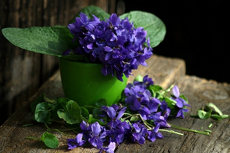 Plant flower purple herb Photo