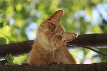 Photo Animal de compagnie chaton chat