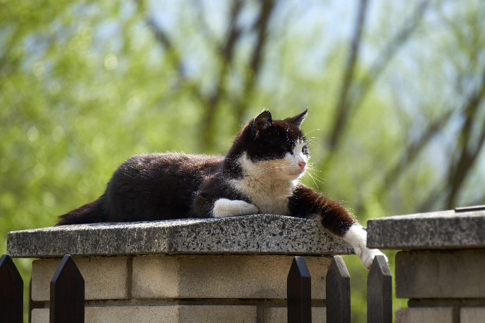 Animal gato paz mamífero