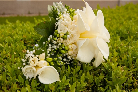 Grass blossom plant white Photo