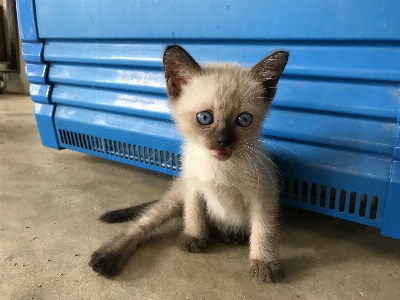 Foto Animale domestico gattino gatto mammifero