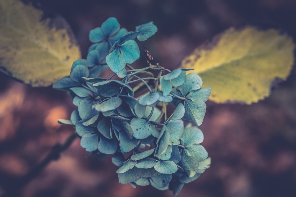 Baum natur zweig blüte