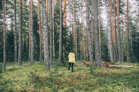 Tree forest wilderness person Photo