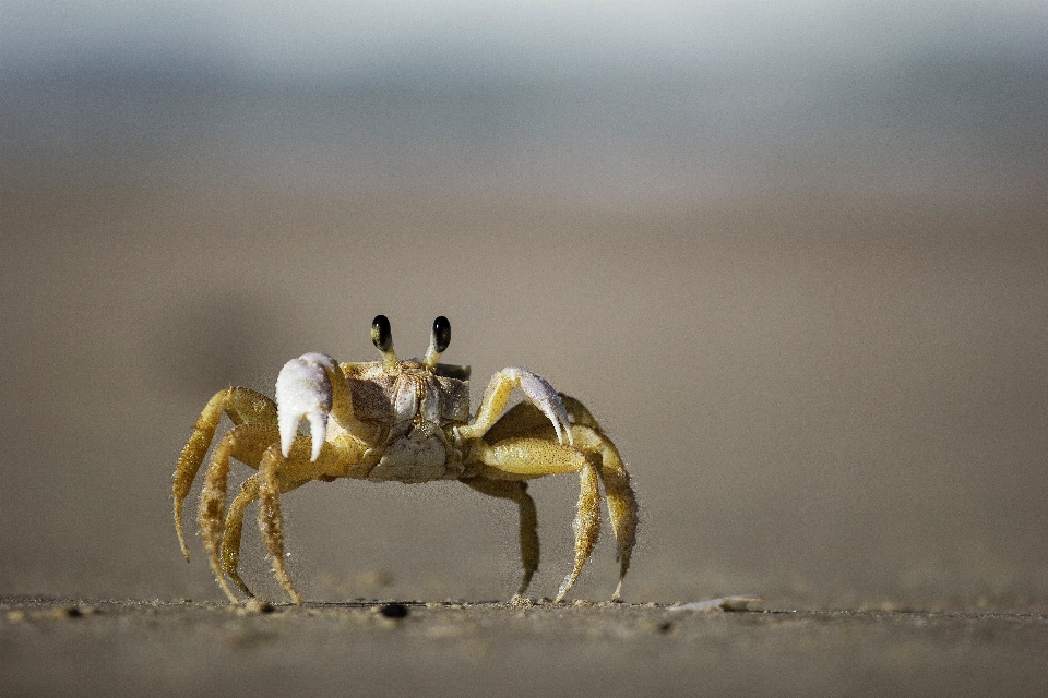 Plage sable la photographie faune