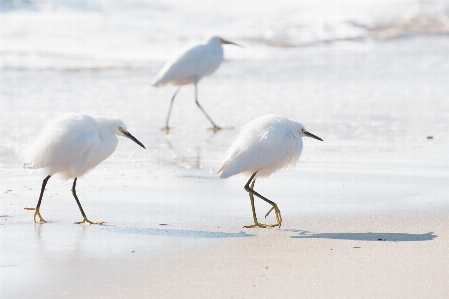 Beach bird white wildlife Photo