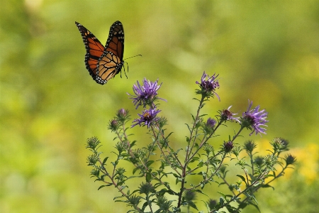 Nature plant meadow prairie Photo