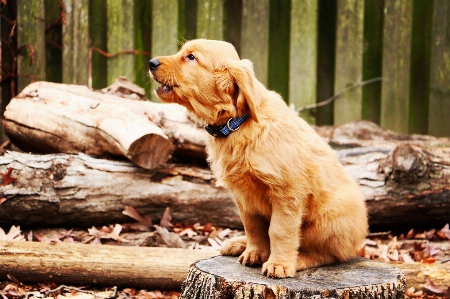 Foto Anak anjing satwa peliharaan