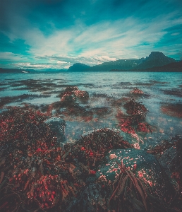 Meer küste wasser rock Foto