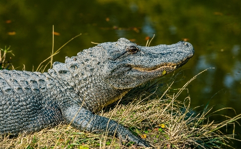 Water grass wildlife predator Photo