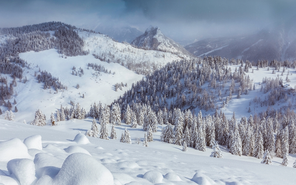 Forest mountain snow winter