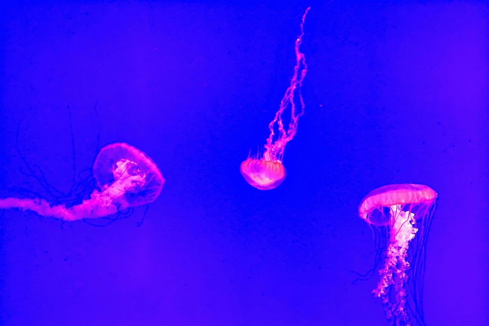 Underwater jellyfish blue pink