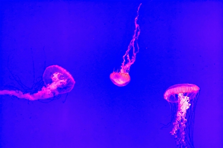 Underwater jellyfish blue pink Photo