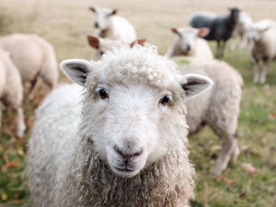 Countryside animal herd pasture