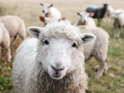 Countryside animal herd pasture Photo