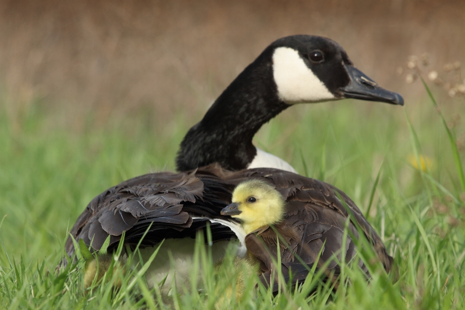 Burung margasatwa paruh fauna