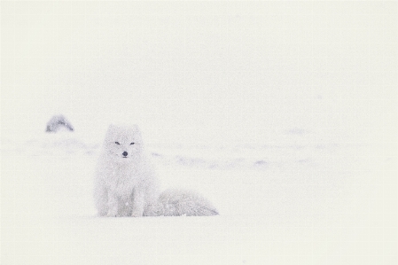 Snow animal weather mammal Photo