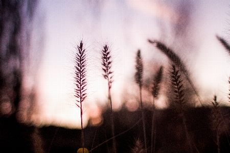 Tree branch light sunset Photo