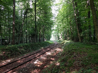 Foto Pohon hutan gurun
 tanaman