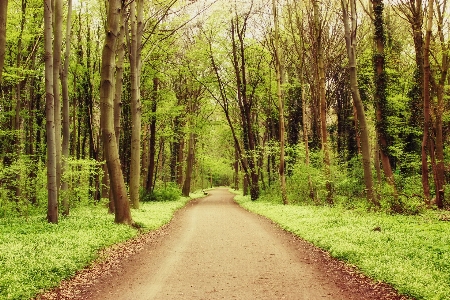 Foto Paesaggio albero natura foresta