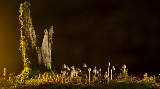 Foto árvore natureza floresta grama