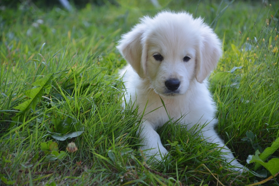 Bianco cucciolo cane carino