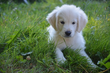 Foto Putih anak anjing imut-imut