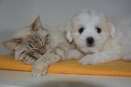 Foto Cachorro gato mamífero animal doméstico
