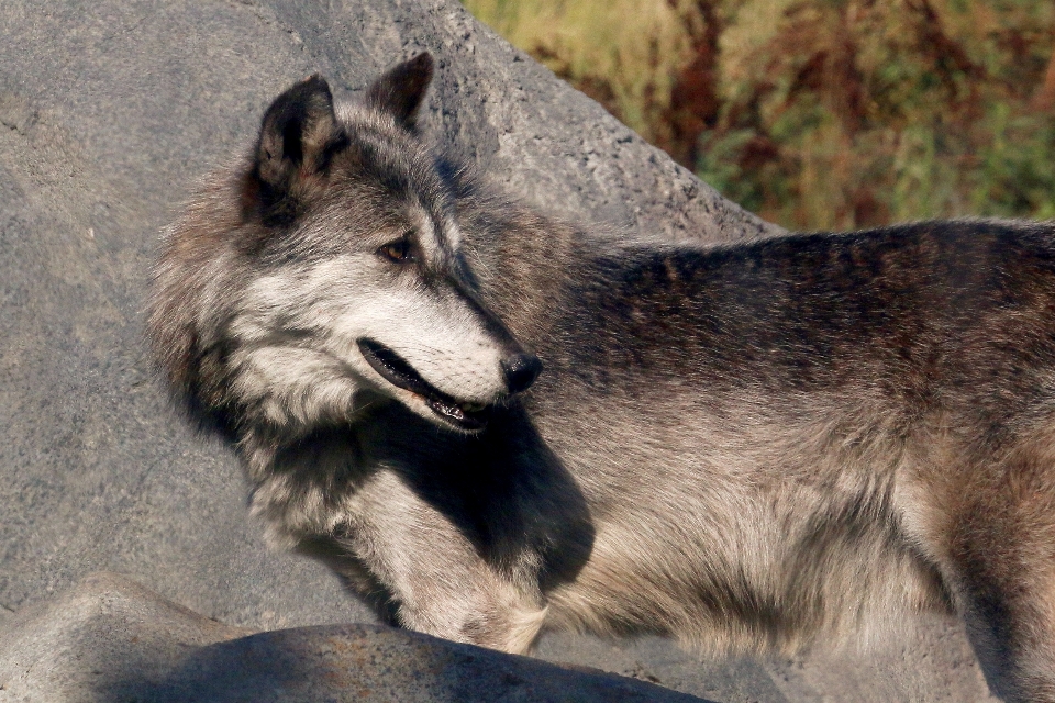 Natureza animal canino
 animais selvagens