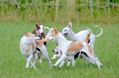 Meadow dog summer mammal Photo