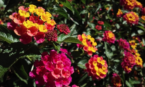 Nature blossom plant flower Photo