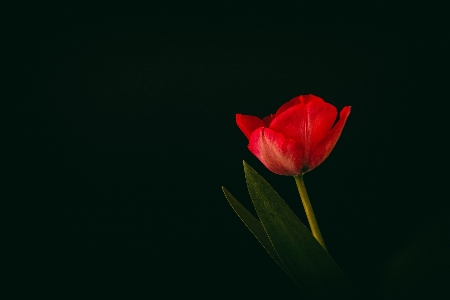 Nature plant photography leaf Photo